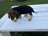 Bunny, a female Beagle for sale in Salem, MO – 4 of 10