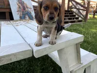 Bunny, a female Beagle for sale in Salem, MO – 5 of 10