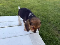 Bunny, a female Beagle for sale in Salem, MO – 8 of 10