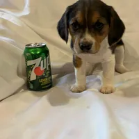 Sheena, a female Beagle for sale in Salem, MO – Photo 6 of 8