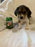 Sheena, a female Beagle for sale in Salem, MO – Photo 6 of 8