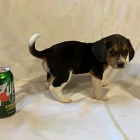 Sheena, a female Beagle for sale in Salem, MO – Photo 2 of 8