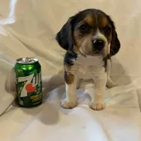 Sheena, a female Beagle for sale in Salem, MO – Photo 5 of 8