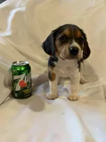 Sheena, a female Beagle for sale in Salem, MO – Photo 5 of 8