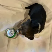 Sheena, a female Beagle for sale in Salem, MO – Photo 3 of 8