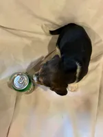 Sheena, a female Beagle for sale in Salem, MO – Photo 3 of 8