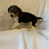 Sheena, a female Beagle for sale in Salem, MO – Photo 4 of 8