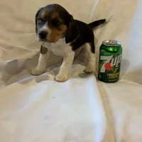 Sheena, a female Beagle for sale in Salem, MO – Photo 1 of 8