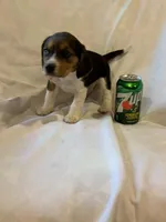 Sheena, a female Beagle for sale in Salem, MO – Photo 1 of 8