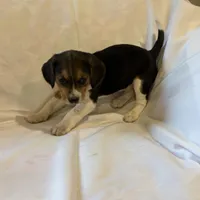 Sheena, a female Beagle for sale in Salem, MO – Photo 8 of 8