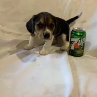 Sheena, a female Beagle for sale in Salem, MO – Photo 7 of 8