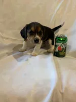 Sheena, a female Beagle for sale in Salem, MO – Photo 7 of 8