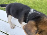 Bunny, a female Beagle for sale in Salem, MO – 6 of 10