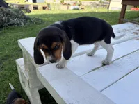 Misty, a female Beagle for sale in Salem, MO – 6 of 8