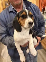 Banjo , a female Beagle for sale in Salem, MO – Photo 1 of 5