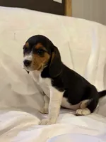 Bubbles, a male Beagle for sale in Salem, MO – Photo 1 of 8