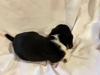 Bubbles, a male Beagle for sale in Salem, MO – Photo 5 of 8