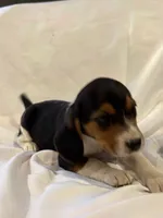 Bubbles, a male Beagle for sale in Salem, MO – Photo 4 of 8