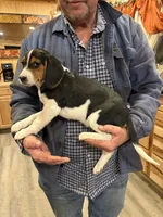Banjo , a female Beagle for sale in Salem, MO – Photo 4 of 5