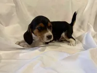 Bubbles, a male Beagle for sale in Salem, MO – Photo 3 of 8