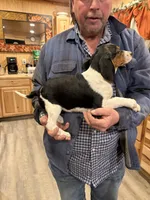 Banjo , a female Beagle for sale in Salem, MO – Photo 3 of 5