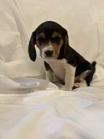 Bubbles, a male Beagle for sale in Salem, MO – Photo 2 of 8