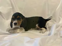 Bubbles, a male Beagle for sale in Salem, MO – Photo 6 of 8