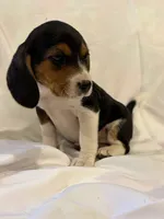 Bubbles, a male Beagle for sale in Salem, MO – Photo 7 of 8