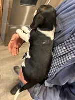 Banjo , a female Beagle for sale in Salem, MO – Photo 5 of 5