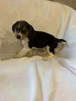 Shaylee, a female Beagle for sale in Salem, MO – Photo 3 of 8