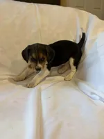 Shaylee, a female Beagle for sale in Salem, MO – Photo 8 of 8