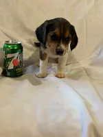 Shaylee, a female Beagle for sale in Salem, MO – Photo 5 of 8