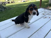 Tigger, a male Beagle for sale in Salem, MO – 4 of 9