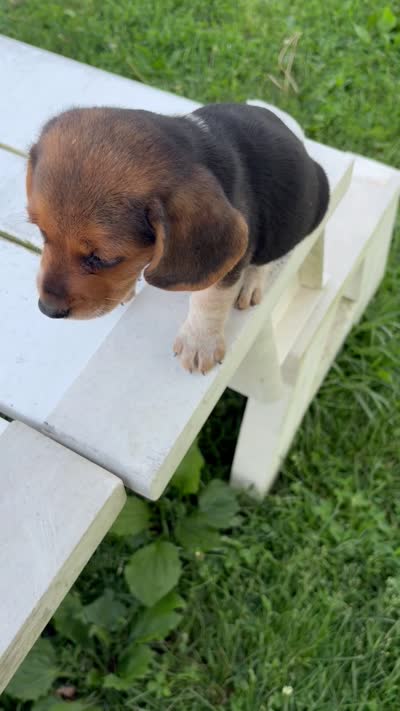 Bunny, a female Beagle for sale in Salem, MO – 10 of 10