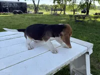 Bisquit, a male Beagle for sale in Salem, MO – 3 of 7