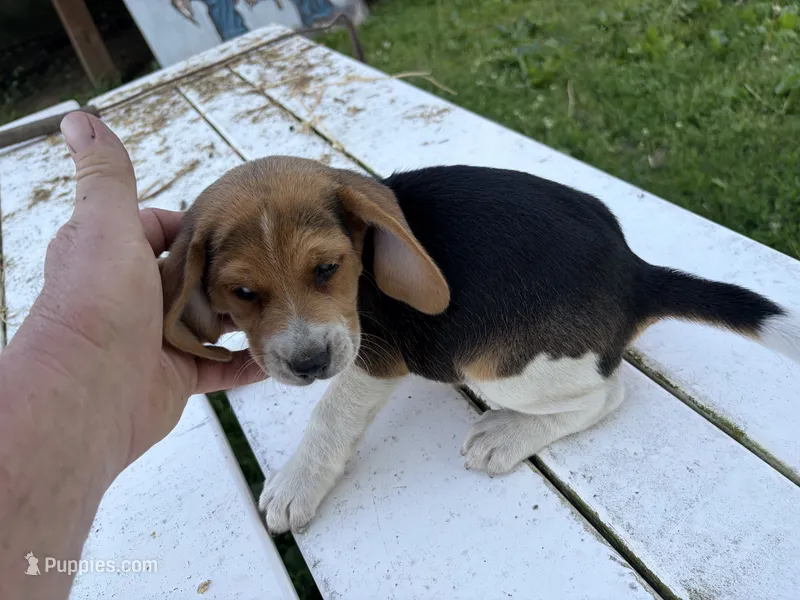 Bisquit – Beagle puppy for sale in Salem, MO
