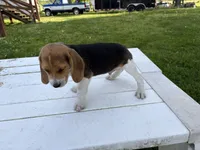 Bisquit, a male Beagle for sale in Salem, MO – 5 of 7