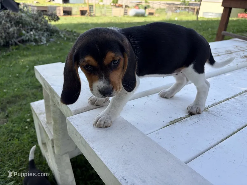 Misty – Beagle puppy for sale in Salem, MO