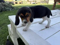 Misty, a female Beagle for sale in Salem, MO – 1 of 8