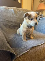 Sugar, a female Australian Cattle Dog for sale in Salem, MO – Photo 4 of 6