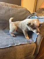 Sugar, a female Australian Cattle Dog for sale in Salem, MO – Photo 5 of 6