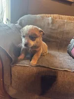 Sugar, a female Australian Cattle Dog for sale in Salem, MO – Photo 2 of 6