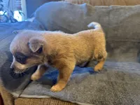 Sugar, a female Australian Cattle Dog for sale in Salem, MO – Photo 1 of 6
