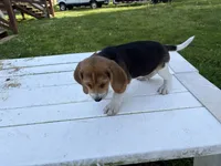 Bisquit, a male Beagle for sale in Salem, MO – 2 of 7