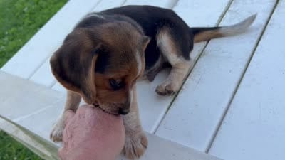 Benny, a male Beagle for sale in Salem, MO – 9 of 9