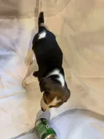 Bethany, a female Beagle for sale in Salem, MO – Photo 8 of 8