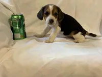 Bethany, a female Beagle for sale in Salem, MO – Photo 6 of 8