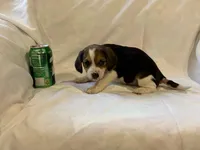 Bethany, a female Beagle for sale in Salem, MO – Photo 3 of 8