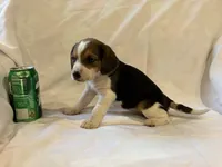 Bethany, a female Beagle for sale in Salem, MO – Photo 1 of 8