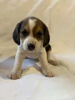 Bethany, a female Beagle for sale in Salem, MO – Photo 2 of 8